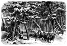 Lumbering in New Brunswick - Lumbermen at Work in the Forest, 1858. Creator: Unknown