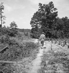 Lunchtime for colored tenant who is helping build...barn, Chatham County, North Carolina, 1939. Creator: Dorothea Lange