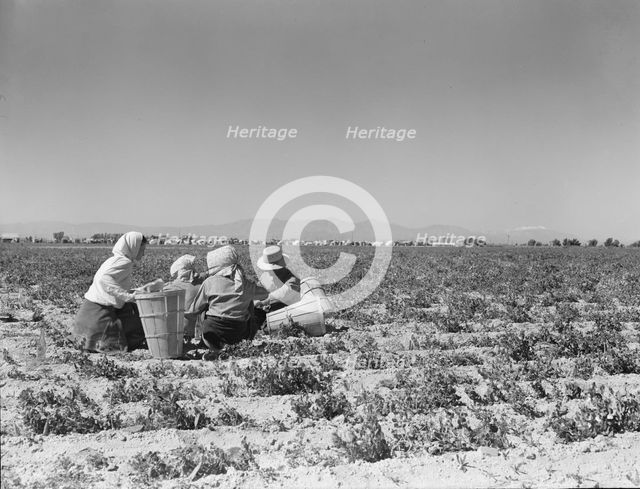 Lunchtime in the pea fields with camp in background, near Calipatria, California, 1939. Creator: Dorothea Lange.