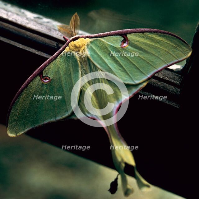 Luna Moth. Creator: Tom Artin.