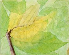 Lunar Caterpillar, study for book Concealing Coloration in the Animal Kingdom, n.d. Creator: Abbott Handerson Thayer