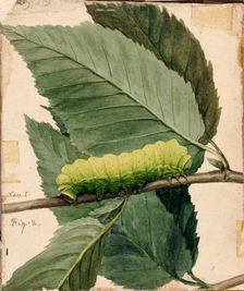 Lunar Caterpillar, study for book Concealing Coloration in the Animal Kingdom, n.d. Creator: Abbott Handerson Thayer