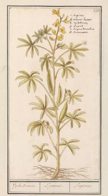 Lupin (Lupinus), 1596-1610. Creators: Anselmus de Boodt, Elias Verhulst