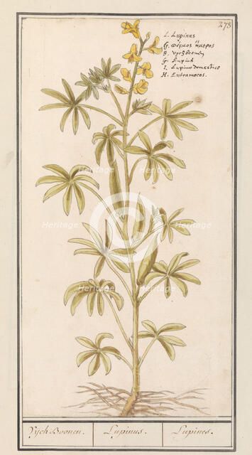 Lupin (Lupinus), 1596-1610. Creators: Anselmus de Boodt, Elias Verhulst.