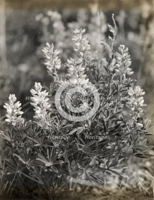 Lupin (lupinus), between 1915 and 1935. Creator: Frances Benjamin Johnston.
