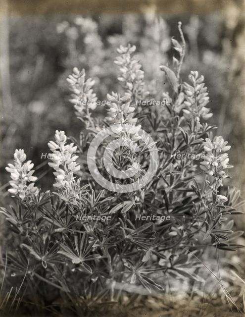 Lupin (lupinus), between 1915 and 1935. Creator: Frances Benjamin Johnston.