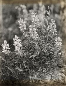 Lupin (lupinus), between 1915 and 1935. Creator: Frances Benjamin Johnston