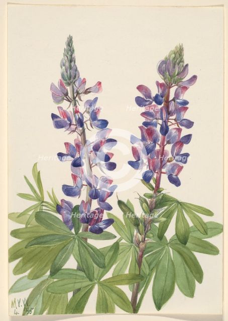 Lupine (Lupinus fornosus), 1935. Creator: Mary Vaux Walcott.