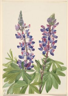 Lupine (Lupinus fornosus), 1935. Creator: Mary Vaux Walcott