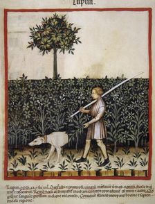 Lupins, 14th century. Creator: Unknown