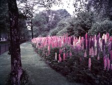 Lupins in St James's Park, London, c1955. Creator: Arthur Charles Kirby Ware
