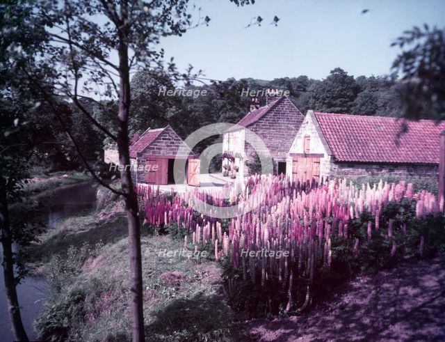 Lupins in the Mill House garden at Littlebeck, Yorkshire, c1955. Creator: Arthur Charles Kirby Ware.