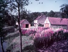 Lupins in the Mill House garden at Littlebeck, Yorkshire, c1955. Creator: Arthur Charles Kirby Ware