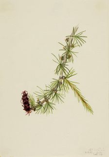 Lyall Larch (Larix lyallii), 1913. Creator: Mary Vaux Walcott