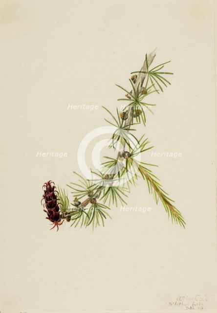 Lyall Larch (Larix lyallii), 1913. Creator: Mary Vaux Walcott.