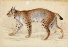 Lynx, 1830-1870. Creator: Wilhelm von Wright