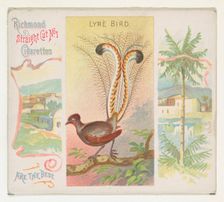 Lyre Bird, from Birds of the Tropics series (N38) for Allen & Ginter Cigarettes, 1889. Creator: Allen & Ginter