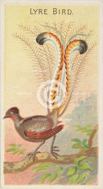 Lyre Bird, from the Birds of the Tropics series (N5) for Allen & Ginter Cigarettes Brands, 1889. Creator: Allen & Ginter.