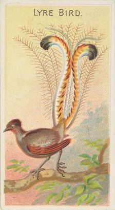 Lyre Bird, from the Birds of the Tropics series (N5) for Allen & Ginter Cigarettes Brands, 1889. Creator: Allen & Ginter