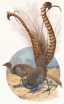 Lyre Birds 1911, (1911). Artist: Louis Fairfax Muckley