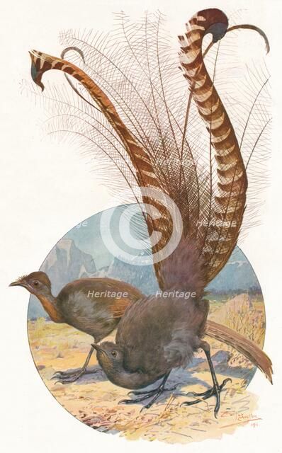 'Lyre Birds', 1911, (1911). Artist: Louis Fairfax Muckley.