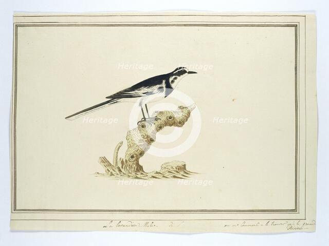 Motacilla aguimp (African pied wagtail), 1777-1786. Creator: Robert Jacob Gordon.