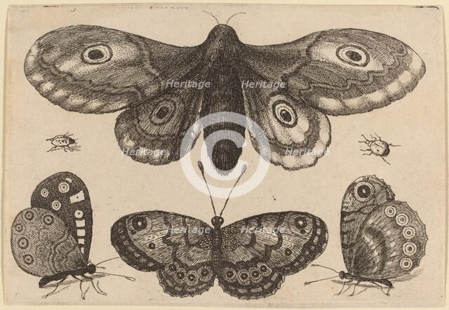 Moth, Three Butterflies, and Two Beetles, 1646. Creator: Wenceslaus Hollar.
