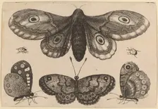 Moth, Three Butterflies, and Two Beetles, 1646. Creator: Wenceslaus Hollar