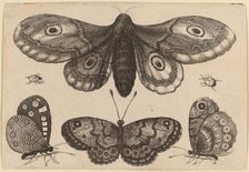 Moth, Three Butterflies, and Two Beetles, 1646. Creator: Wenceslaus Hollar
