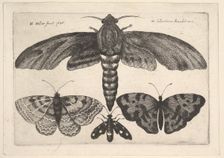 Moth and three butterflies, 1646. Creator: Wenceslaus Hollar
