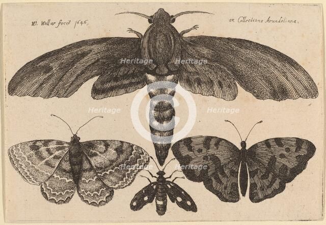 Moth and Three Butterflies, 1646. Creator: Wenceslaus Hollar.