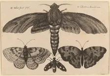 Moth and Three Butterflies, 1646. Creator: Wenceslaus Hollar