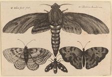 Moth and Three Butterflies, 1646. Creator: Wenceslaus Hollar