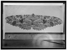 Moth, between 1911 and 1920. Creator: Harris & Ewing