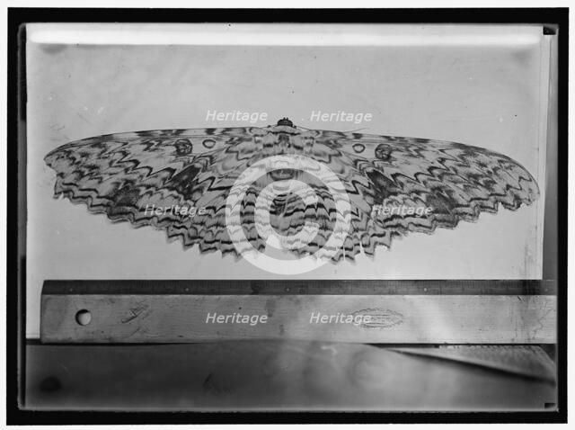 Moth, between 1911 and 1920. Creator: Harris & Ewing.