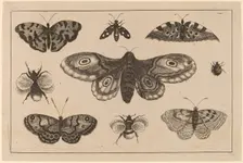 Moth, Butterflies, and Bees. Creator: Wenceslaus Hollar