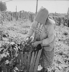 Mother of family now migrants of Pacific coast, picking hops, Polk County, Oregon, 1939. Creator: Dorothea Lange