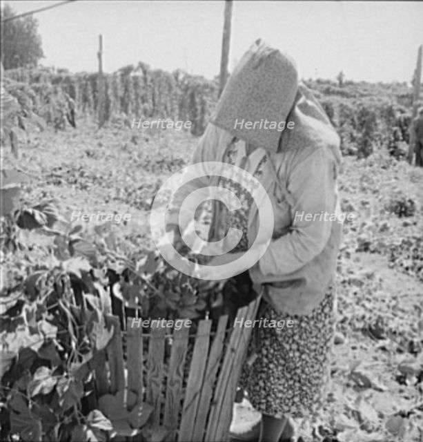 Mother of family now migrants of Pacific coast, picking hops, Polk County, Oregon, 1939. Creator: Dorothea Lange.