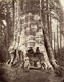 Mother of the Forest, 1865-66, printed ca. 1876. Creator: Carleton Emmons Watkins