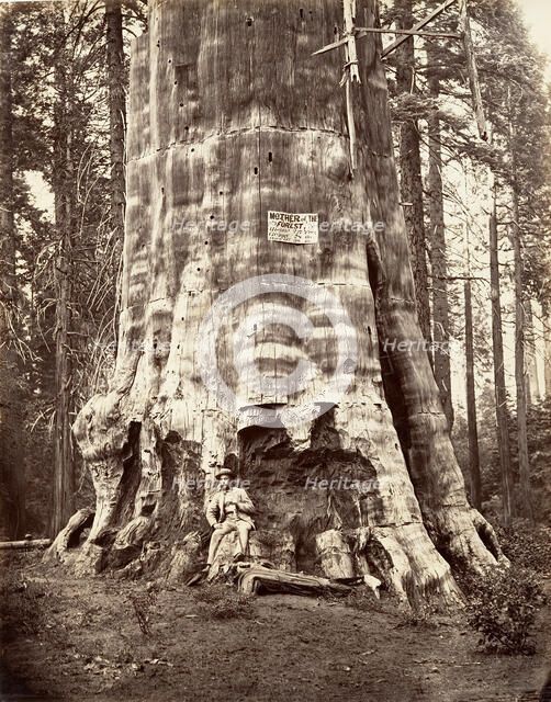 Mother of the Forest, 1865-66, printed ca. 1876. Creator: Carleton Emmons Watkins.