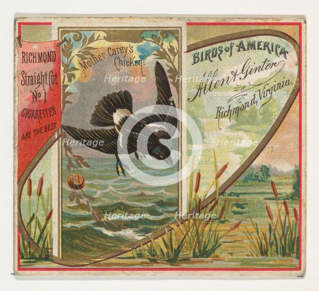 Mother Carey's Chicken, from the Birds of America series (N37) for Allen & Ginter Cigarett..., 1888. Creator: Allen & Ginter.