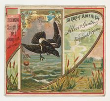 Mother Carey's Chicken, from the Birds of America series (N37) for Allen & Ginter Cigarett..., 1888. Creator: Allen & Ginter