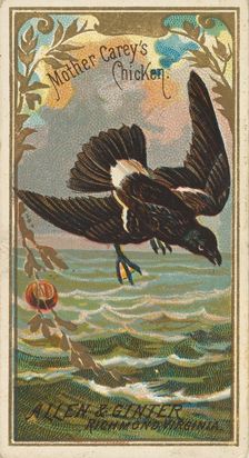 Mother Carey's Chicken, from the Birds of America series (N4) for Allen & Ginter Cigarette..., 1888. Creator: Allen & Ginter