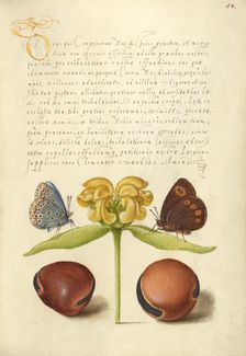 Moths, Jerusalem Sage, and Beans, 1561-1562; illumination added 1591-1596. Creator: Joris Hoefnagel
