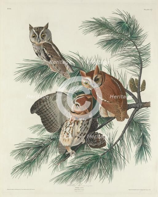 Mottled Owl, 1830. Creator: Robert Havell.