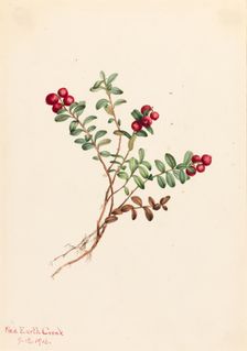 Mountain Cranberry (Vaccinium vitisdaea minus), 1916. Creator: Mary Vaux Walcott