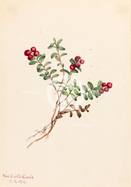 Mountain Cranberry (Vaccinium vitisdaea minus), 1916. Creator: Mary Vaux Walcott.