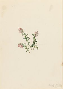 Mountain Cranberry (Vaccinium vitisidaea minus), 1907. Creator: Mary Vaux Walcott