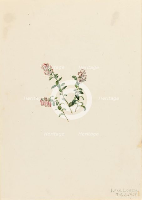 Mountain Cranberry (Vaccinium vitisidaea minus), 1907. Creator: Mary Vaux Walcott.