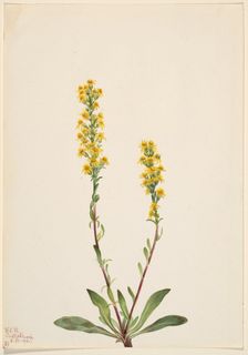 Mountain Goldenrod (Solidago oreophila), 1921. Creator: Mary Vaux Walcott